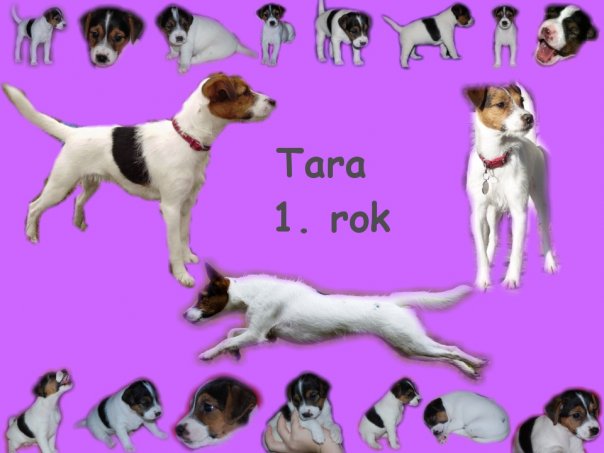 tara1rok